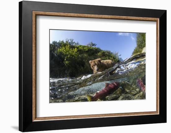 Brown Bear and Underwater Salmon, Katmai National Park, Alaska-null-Framed Photographic Print