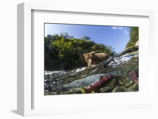 Brown Bear and Underwater Salmon, Katmai National Park, Alaska-null-Framed Photographic Print