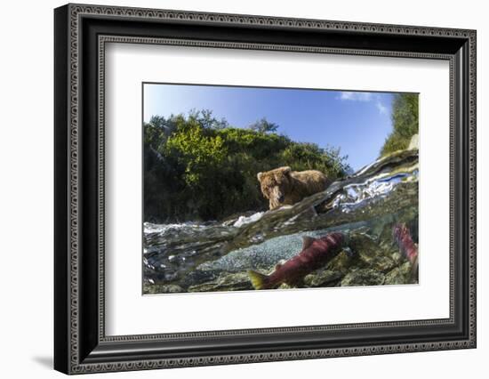 Brown Bear and Underwater Salmon, Katmai National Park, Alaska-null-Framed Photographic Print