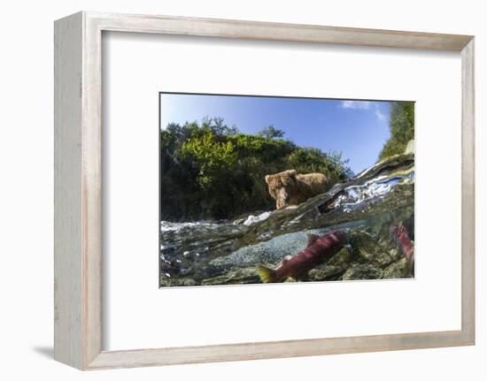 Brown Bear and Underwater Salmon, Katmai National Park, Alaska-null-Framed Photographic Print