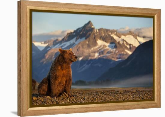 Brown Bear at Dawn, Katmai National Park, Alaska-Paul Souders-Framed Premier Image Canvas