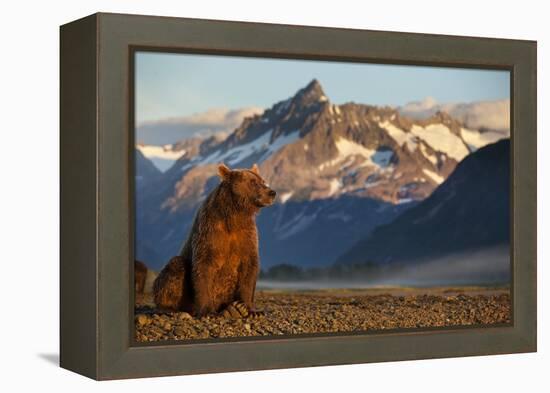 Brown Bear at Dawn, Katmai National Park, Alaska-Paul Souders-Framed Premier Image Canvas