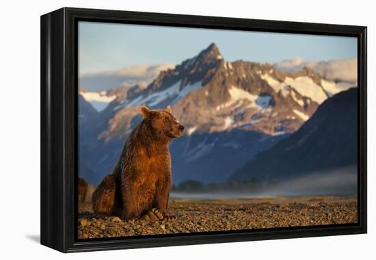 Brown Bear at Dawn, Katmai National Park, Alaska-Paul Souders-Framed Premier Image Canvas