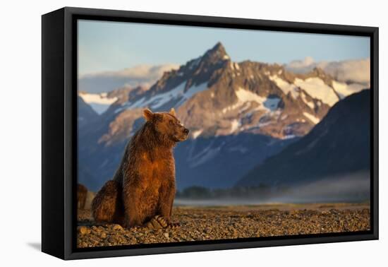 Brown Bear at Dawn, Katmai National Park, Alaska-Paul Souders-Framed Premier Image Canvas