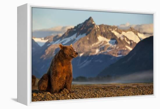 Brown Bear at Dawn, Katmai National Park, Alaska-Paul Souders-Framed Premier Image Canvas