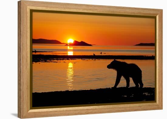 Brown Bear at Dawn, Katmai National Park, Alaska-Paul Souders-Framed Premier Image Canvas