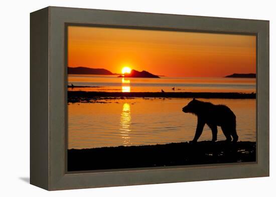 Brown Bear at Dawn, Katmai National Park, Alaska-Paul Souders-Framed Premier Image Canvas