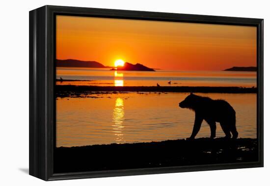 Brown Bear at Dawn, Katmai National Park, Alaska-Paul Souders-Framed Premier Image Canvas