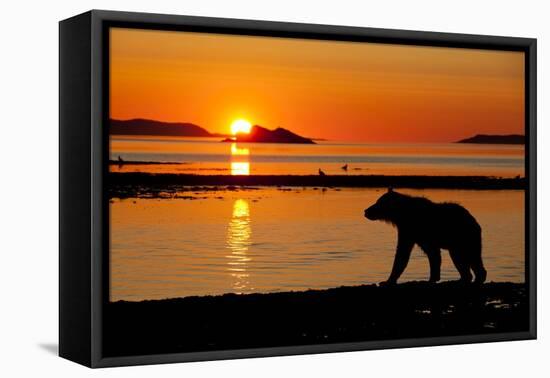 Brown Bear at Dawn, Katmai National Park, Alaska-Paul Souders-Framed Premier Image Canvas