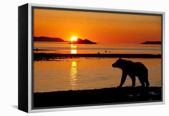 Brown Bear at Dawn, Katmai National Park, Alaska-Paul Souders-Framed Premier Image Canvas