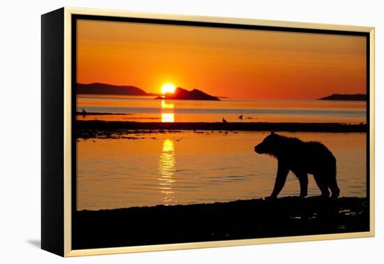 Brown Bear at Dawn, Katmai National Park, Alaska-Paul Souders-Framed Premier Image Canvas