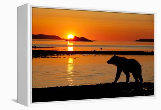 Brown Bear at Dawn, Katmai National Park, Alaska-Paul Souders-Framed Premier Image Canvas