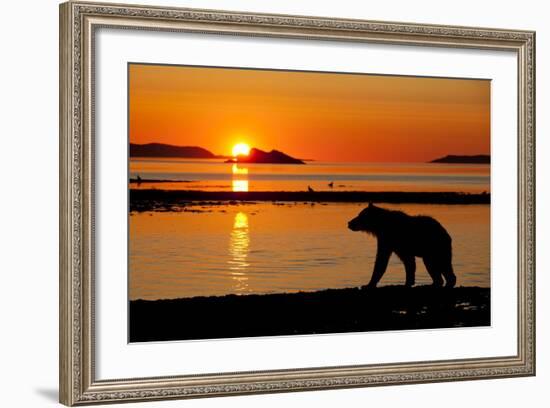 Brown Bear at Dawn, Katmai National Park, Alaska-Paul Souders-Framed Photographic Print