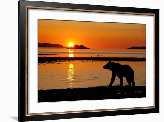 Brown Bear at Dawn, Katmai National Park, Alaska-Paul Souders-Framed Photographic Print