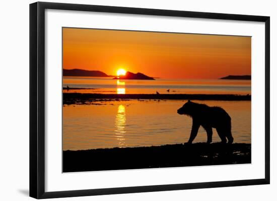 Brown Bear at Dawn, Katmai National Park, Alaska-Paul Souders-Framed Photographic Print