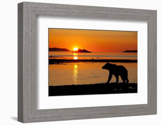 Brown Bear at Dawn, Katmai National Park, Alaska-Paul Souders-Framed Photographic Print