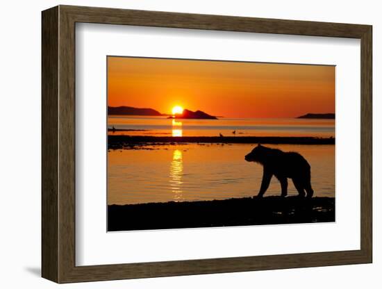 Brown Bear at Dawn, Katmai National Park, Alaska-Paul Souders-Framed Photographic Print