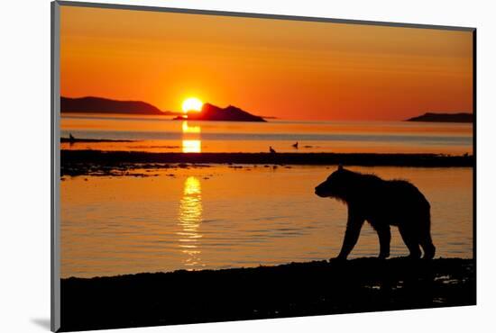 Brown Bear at Dawn, Katmai National Park, Alaska-Paul Souders-Mounted Photographic Print