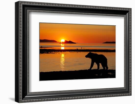 Brown Bear at Dawn, Katmai National Park, Alaska-Paul Souders-Framed Photographic Print