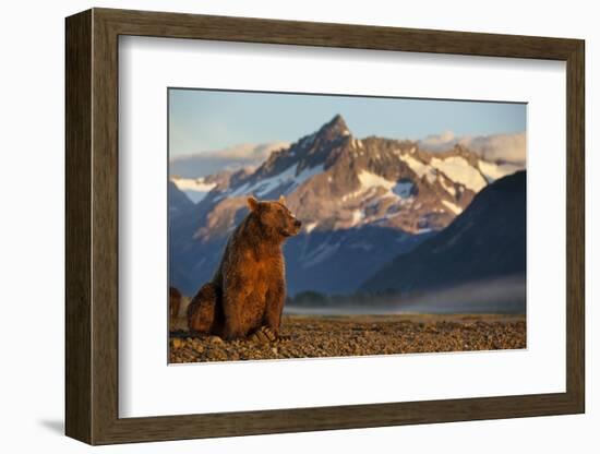 Brown Bear at Dawn, Katmai National Park, Alaska-Paul Souders-Framed Photographic Print