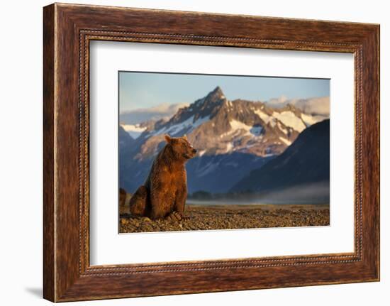 Brown Bear at Dawn, Katmai National Park, Alaska-Paul Souders-Framed Photographic Print