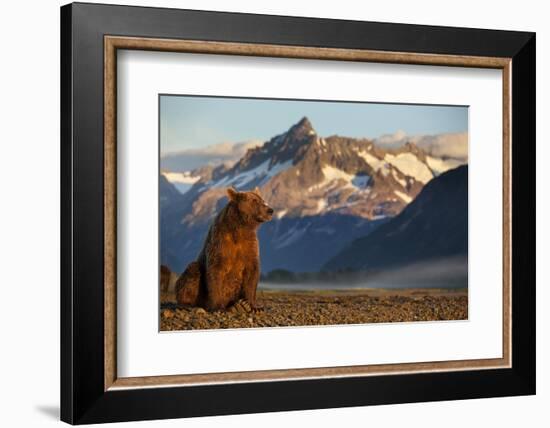 Brown Bear at Dawn, Katmai National Park, Alaska-Paul Souders-Framed Photographic Print