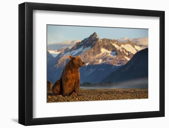 Brown Bear at Dawn, Katmai National Park, Alaska-Paul Souders-Framed Photographic Print