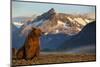 Brown Bear at Dawn, Katmai National Park, Alaska-Paul Souders-Mounted Photographic Print