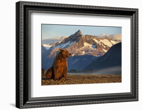 Brown Bear at Dawn, Katmai National Park, Alaska-Paul Souders-Framed Photographic Print