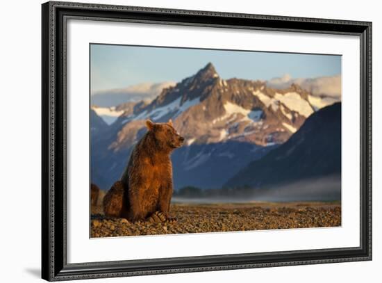 Brown Bear at Dawn, Katmai National Park, Alaska-Paul Souders-Framed Photographic Print