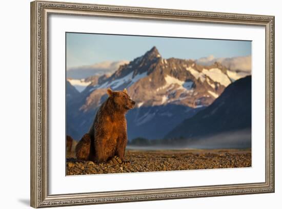 Brown Bear at Dawn, Katmai National Park, Alaska-Paul Souders-Framed Photographic Print