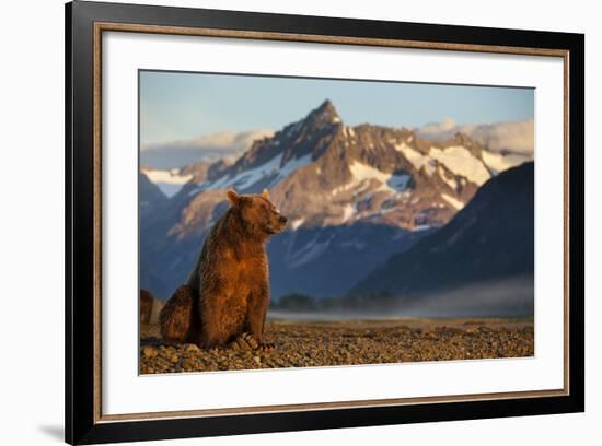 Brown Bear at Dawn, Katmai National Park, Alaska-Paul Souders-Framed Photographic Print