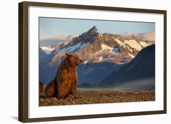 Brown Bear at Dawn, Katmai National Park, Alaska-Paul Souders-Framed Photographic Print