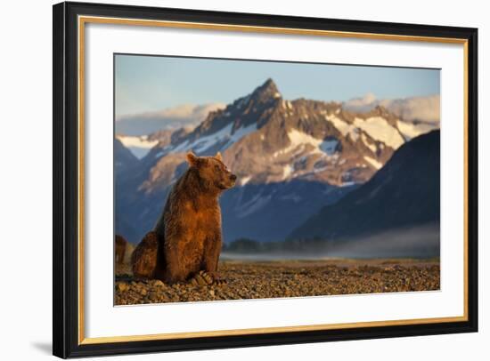 Brown Bear at Dawn, Katmai National Park, Alaska-Paul Souders-Framed Photographic Print