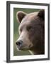 Brown Bear at Kinak Bay in Katmai National Park-Paul Souders-Framed Photographic Print