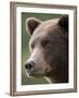 Brown Bear at Kinak Bay in Katmai National Park-Paul Souders-Framed Photographic Print