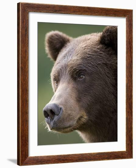 Brown Bear at Kinak Bay in Katmai National Park-Paul Souders-Framed Photographic Print