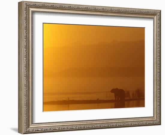 Brown Bear at Sunrise on Naknek Lake in Katmai National Park, Alaska, USA-Hugh Rose-Framed Photographic Print