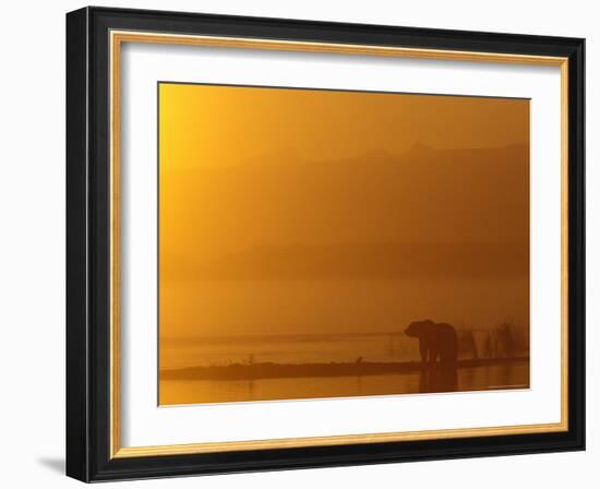 Brown Bear at Sunrise on Naknek Lake in Katmai National Park, Alaska, USA-Hugh Rose-Framed Photographic Print