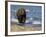 Brown Bear Beside Water, Kronotsky Nature Reserve, Kamchatka, Far East Russia-Igor Shpilenok-Framed Photographic Print