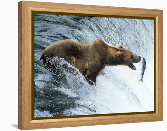 Brown Bear Catching a Fish-null-Framed Premier Image Canvas