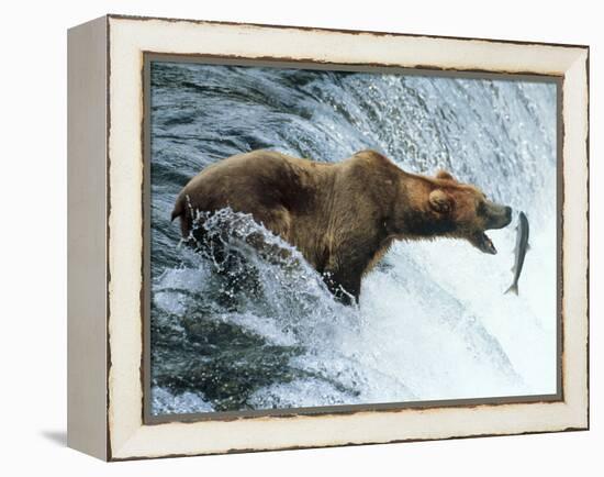 Brown Bear Catching a Fish-null-Framed Premier Image Canvas