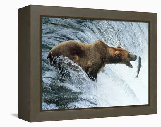 Brown Bear Catching a Fish-null-Framed Premier Image Canvas