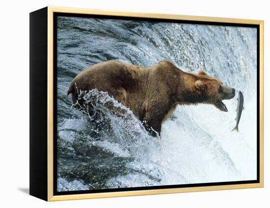 Brown Bear Catching a Fish-null-Framed Premier Image Canvas