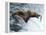 Brown Bear Catching a Fish-null-Framed Premier Image Canvas