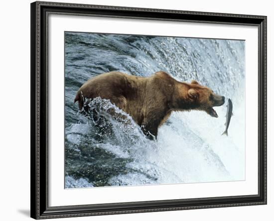 Brown Bear Catching a Fish-null-Framed Photographic Print