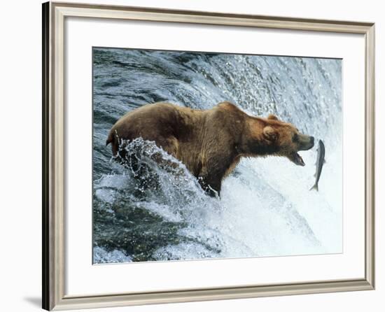 Brown Bear Catching a Fish-null-Framed Photographic Print