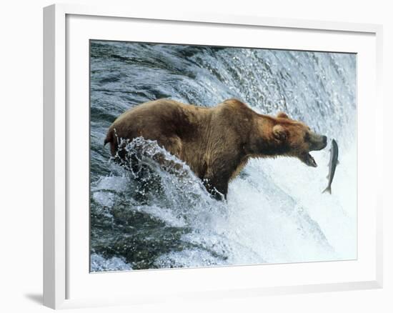 Brown Bear Catching a Fish-null-Framed Photographic Print
