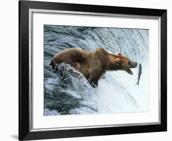 Brown Bear Catching a Fish-null-Framed Photographic Print