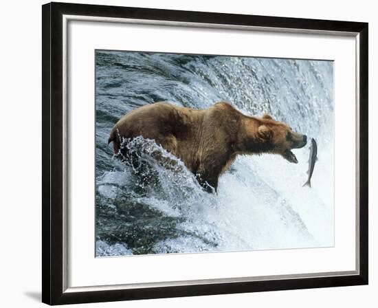 Brown Bear Catching a Fish-null-Framed Photographic Print